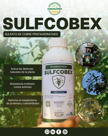 Bioestimulantes, aliados en el desarrollo de las plantas y el cambio climático.
