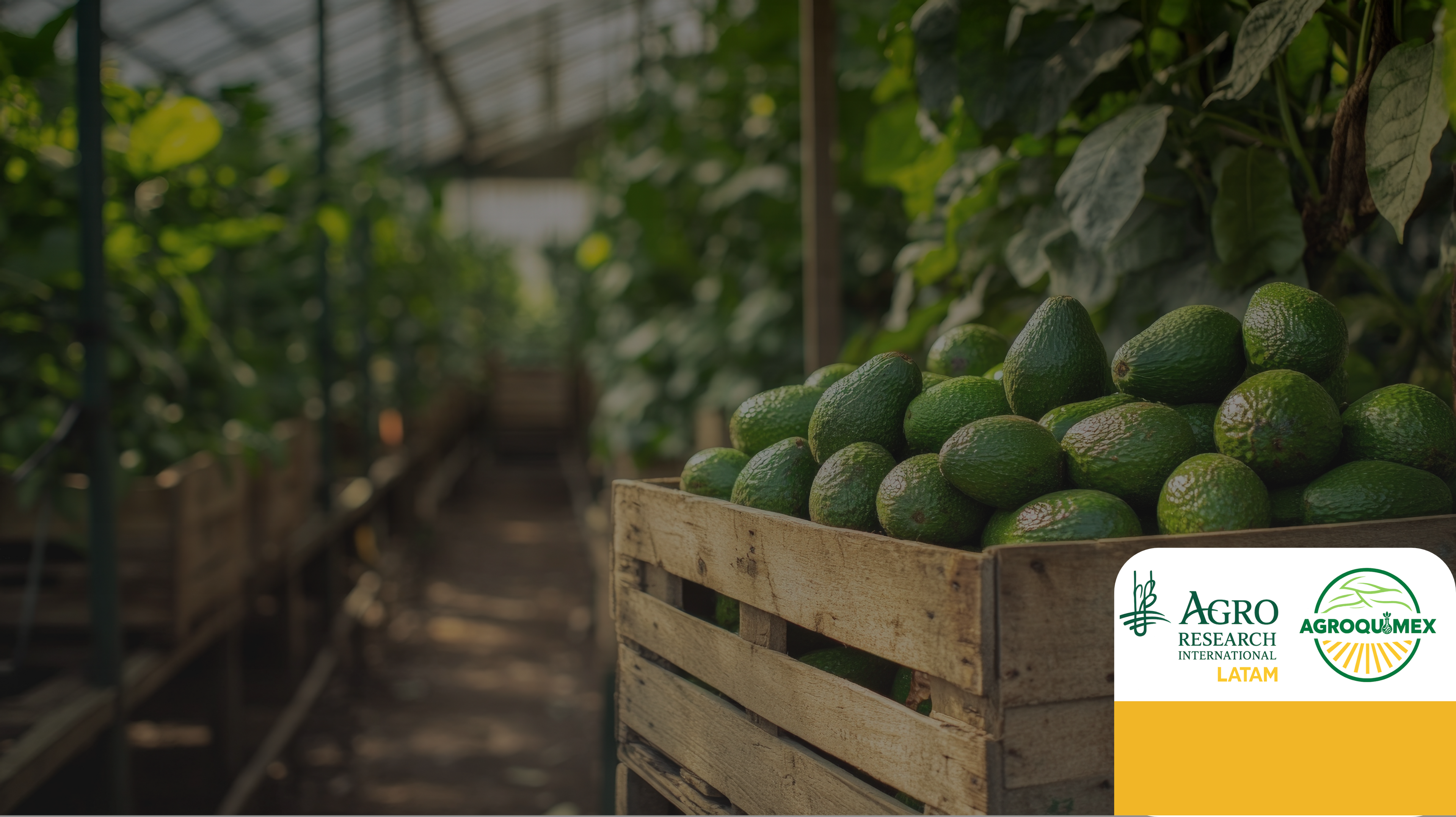 slider image 1621243260e1af0c20-1